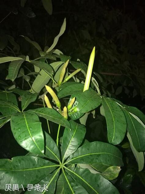 發財樹 開花